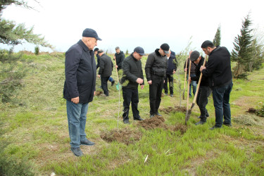 Ağcabədidə “Şəhərsalma və Memarlıq İli” çərçivəsində ağacəkmə aksiyası davam edir.